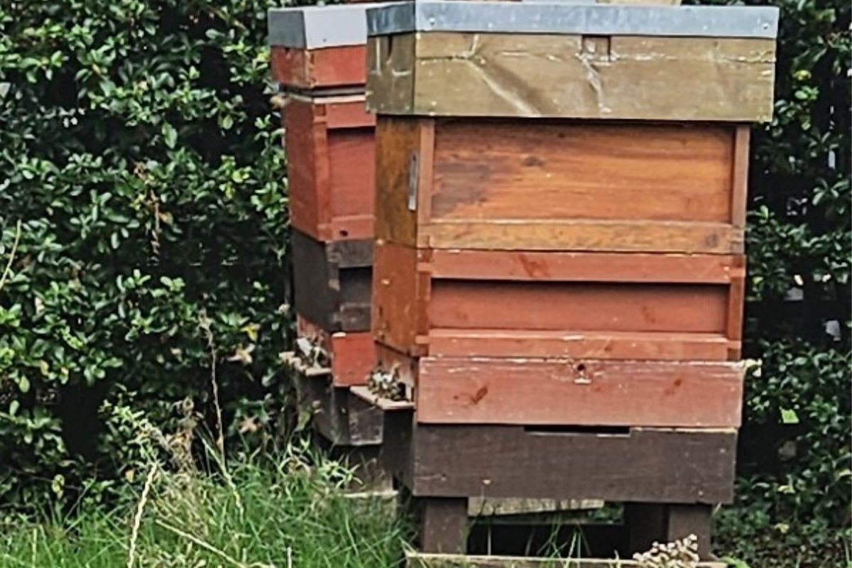 Our Apiaries – Orchard Lane Honey